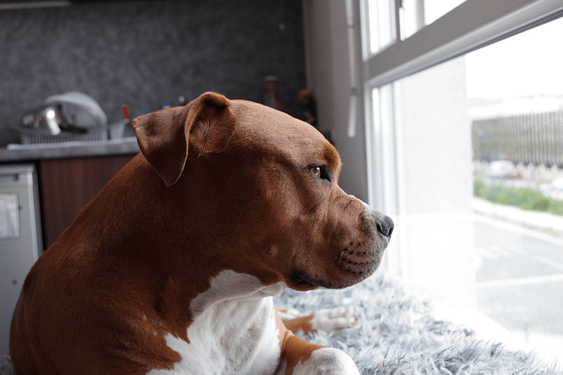 Traveling for the Holidays? Be Prepared to Pinpoint Your Perfect Pet Provider